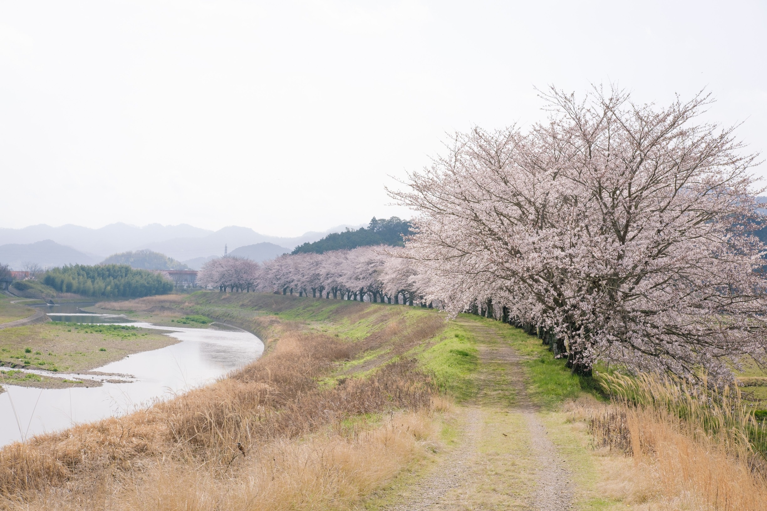 桜つづみ回廊